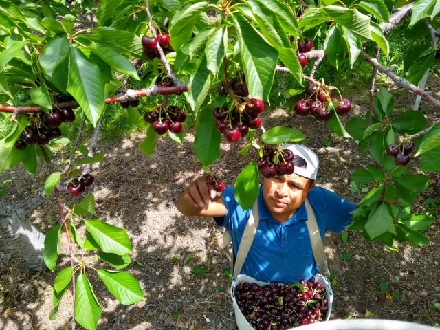 
                    Leonel Nava, from Tlaxcala, Mexico, picks cherries on a farm in British Columbia | All photos by Migrant Workers Alliance for Change